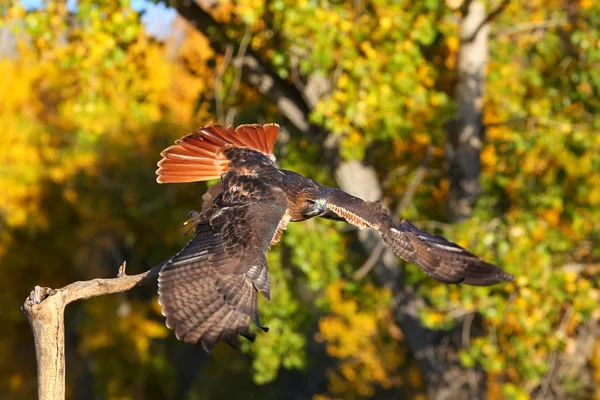 Röd - tailed hök i flyg — Stockfoto