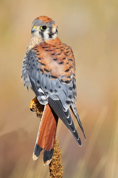 Amerikanischer Turmfalke sitzt auf einer Königskerze — Stockfoto