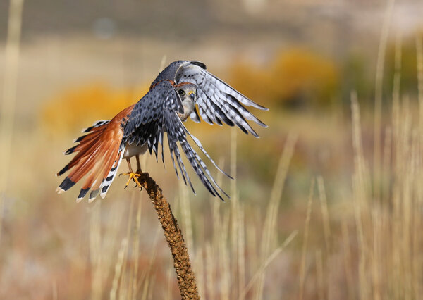 American kestrel sitting on a mullein