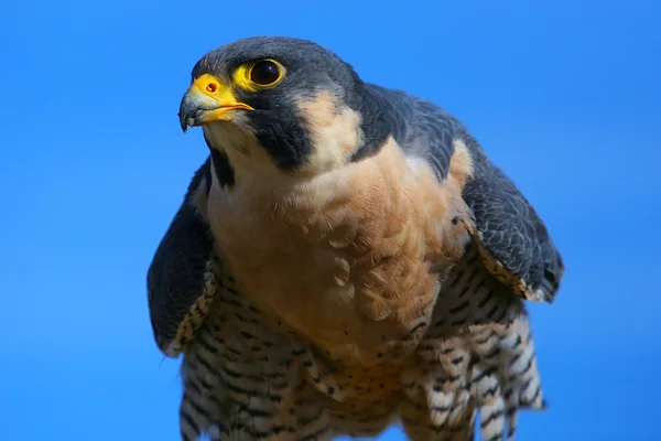 Peregrine falcon sitting on a stick — Stock Photo, Image