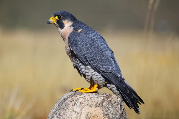 Wanderfalke sitzt auf einem Felsen — Stockfoto