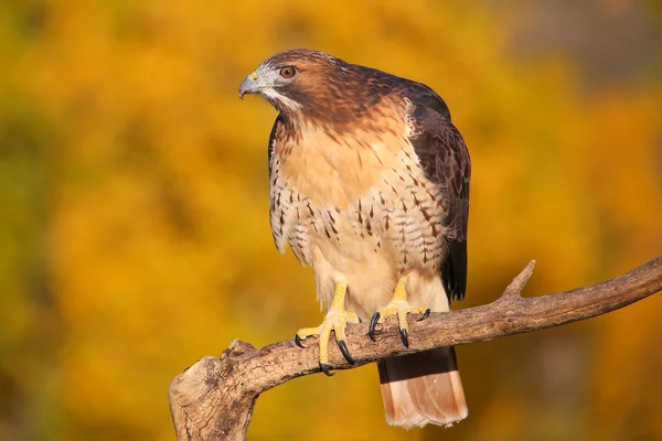 Faucon à queue rousse assis sur un bâton — Photo