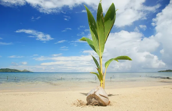 Palmiye ağacı Filiz bir tropikal Beach, Nananu-i-Ra Island, Fiji — Stok fotoğraf