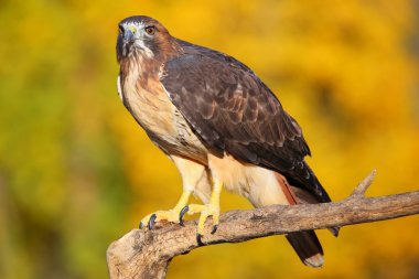 Kırmızı - kuyruklu bir sopa üzerinde oturan Şahin