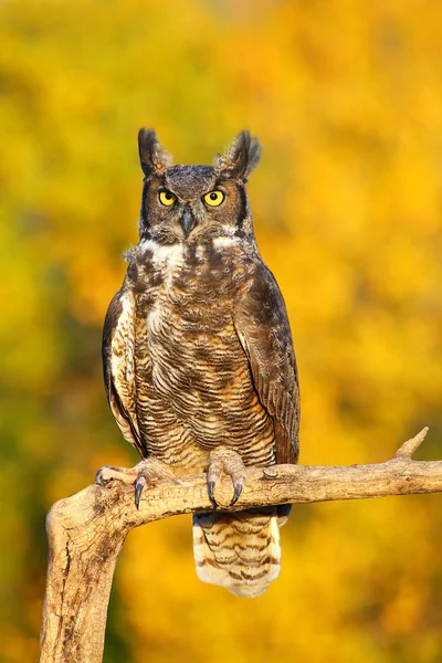 Great horned owl sitter på en pinne — Stockfoto