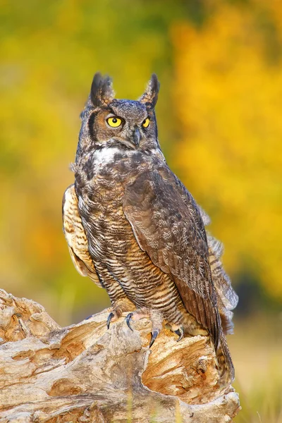 Gran búho con cuernos sentado en un muñón — Foto de Stock