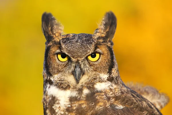 Retrato de gran búho con cuernos — Foto de Stock