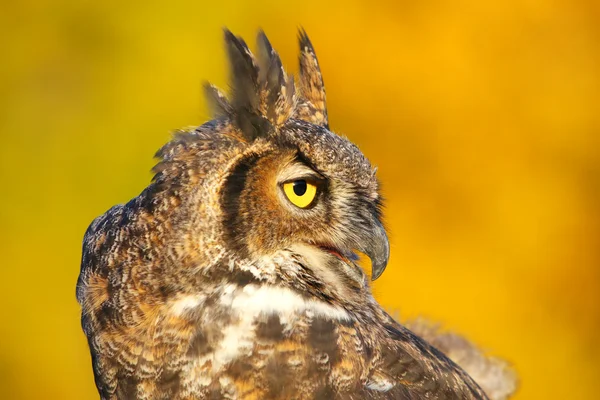 Porträtt av Great horned owl — Stockfoto