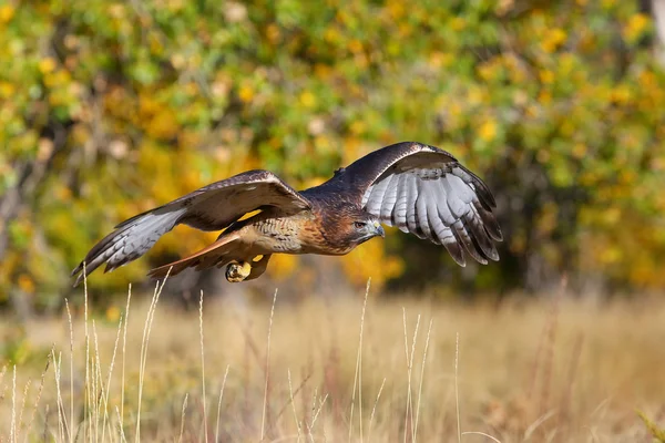 Falcão de cauda vermelha em voo — Fotografia de Stock