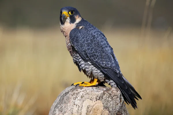 Wanderfalke sitzt auf einem Felsen — Stockfoto