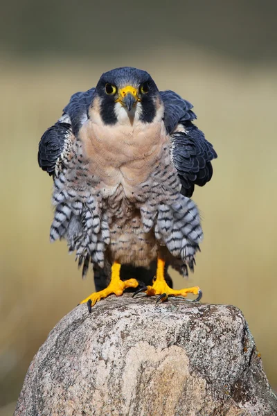 Wanderfalke sitzt auf einem Felsen — Stockfoto