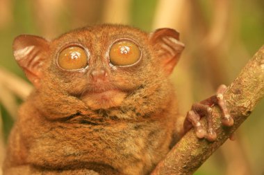 Tarsier Filipinler 'deki Bohol Adası' nda bir ağaçta oturuyor.