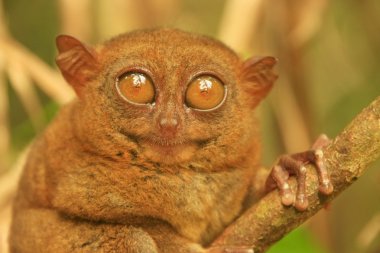 Tarsier Filipinler 'deki Bohol Adası' nda bir ağaçta oturuyor.