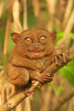 Tarsier Filipinler 'deki Bohol Adası' nda bir ağaçta oturuyor.
