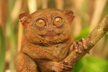 Tarsier Filipinler 'deki Bohol Adası' nda bir ağaçta oturuyor.