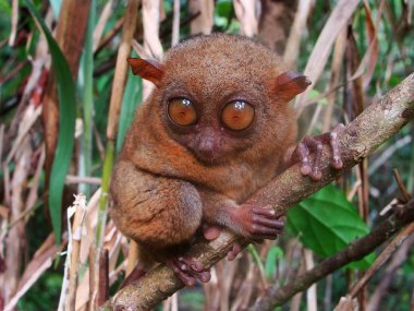 Tarsier Filipinler 'deki Bohol Adası' nda bir ağaçta oturuyor.