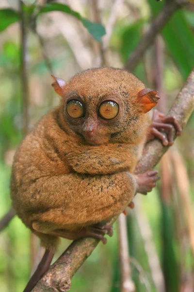 Tarsier sedí na stromě, ostrov Bohol, Filipíny — Stock fotografie