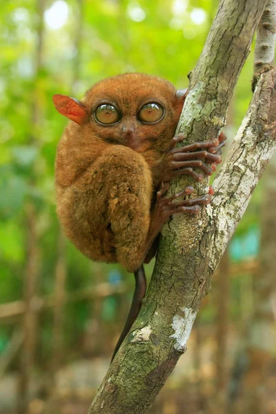 Tarsier sentado em uma árvore, Ilha de Bohol, Filipinas — Fotografia de Stock