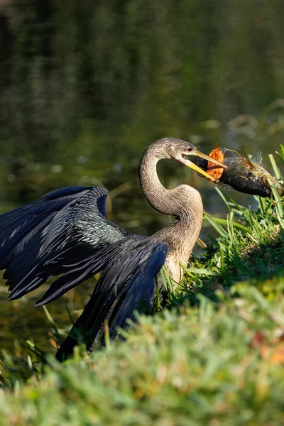 Anhinga eating fish — Stock Photo, Image