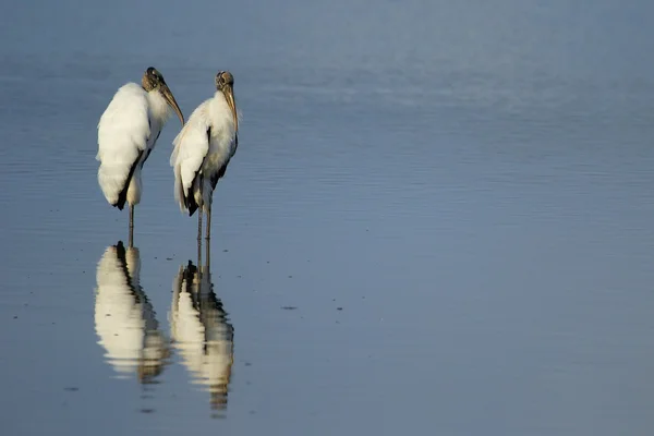Wood storks reflected in water — Stock Photo, Image
