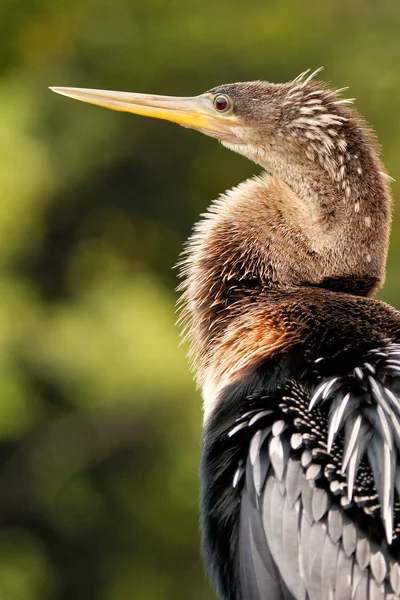 Πορτρέτο της γυναικείας Anhinga — Φωτογραφία Αρχείου