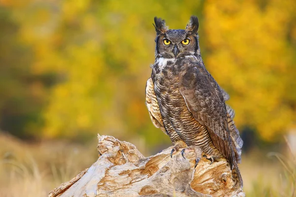Great horned owl sitting on a stump — Stock Photo, Image