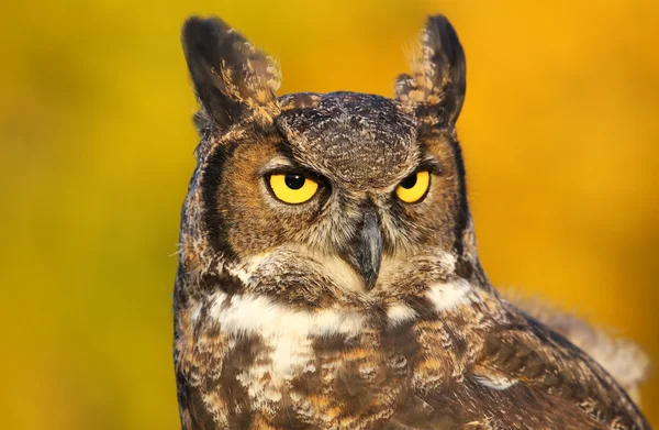 Porträtt av Great horned owl — Stockfoto