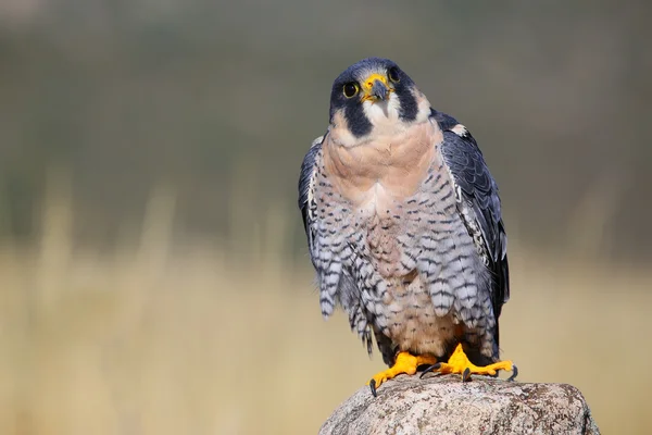 Peregrine falcon sitting on a rock — Stock Photo, Image