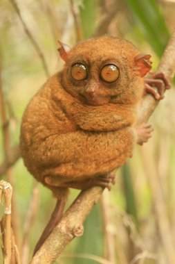 Tarsier Filipinler 'deki Bohol Adası' nda bir ağaçta oturuyor.