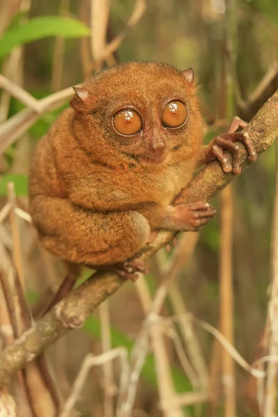 Tarsier zittend op een boom, Bohol eiland, Filippijnen — Stockfoto