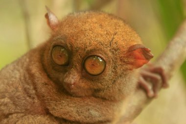 Tarsier Filipinler 'deki Bohol Adası' nda bir ağaçta oturuyor.