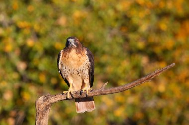 Kırmızı - kuyruklu bir sopa üzerinde oturan Şahin
