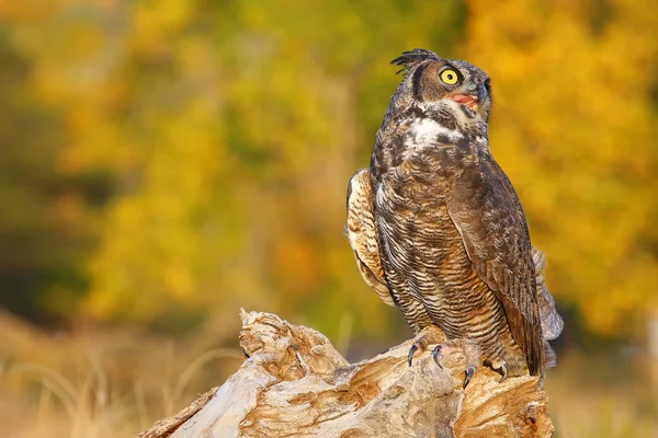 Great horned owl zit op een boomstronk — Stockfoto