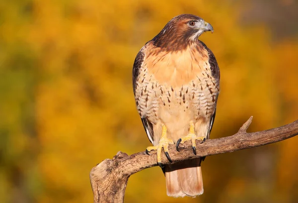 Faucon à queue rousse assis sur un bâton — Photo