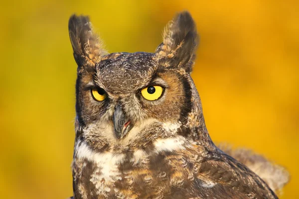 Retrato de gran búho con cuernos — Foto de Stock