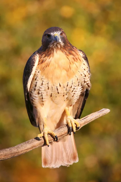 Red - tailed hawk zittend op een stok — Stockfoto