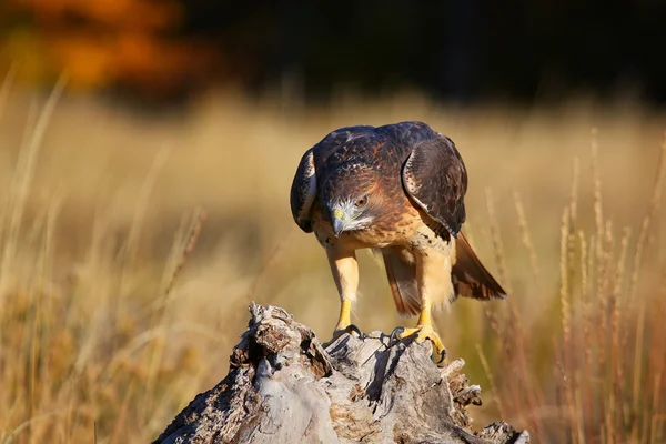 Red - tailed hawk zit op een boomstronk — Stockfoto