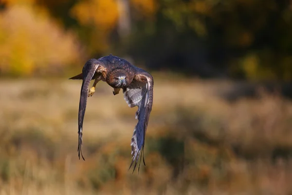 Red - tailed hawk tijdens de vlucht — Stockfoto