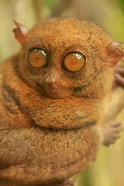 Tarsier zittend op een boom, Bohol eiland, Filippijnen — Stockfoto