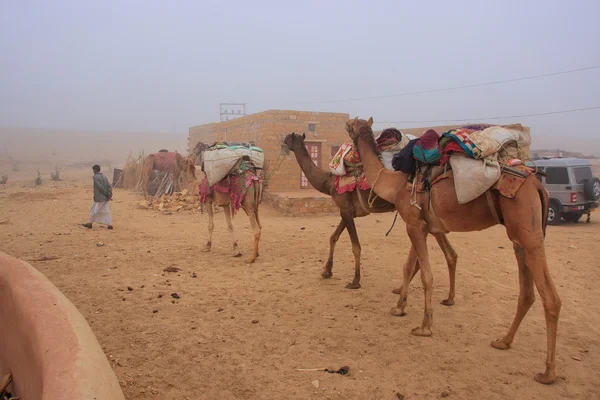 JAISALMER, INDIA-FEVEREIRO 19: Homem não identificado leva camelos através da aldeia do deserto em 19 de fevereiro de 2011, perto de Jaisalmer, na Índia. safari de camelo em que o deserto são muito populares entre os turistas de Jaisalmer Imagens De Bancos De Imagens