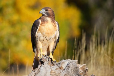 Red-tailed hawk sitting on a stump clipart