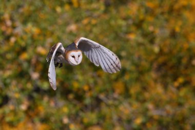 Uçan Baykuş Ahırı