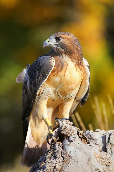Red-tailed hawk sitting on a stump — Stock Photo, Image