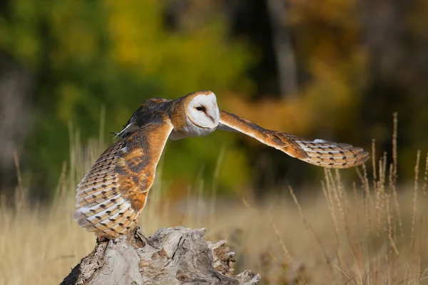 Schuur Uil in vlucht — Stockfoto