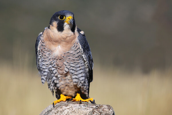 Peregrine falcon sitting on a rock