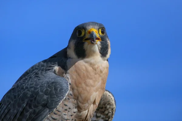 Falcão Peregrino sentado num pau — Fotografia de Stock