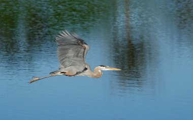 Büyük mavi balıkçıl suyun üstünde uçan