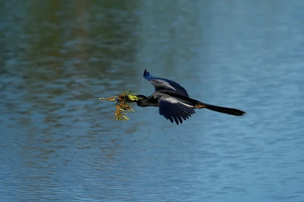 Anhinga flyger till boet — Stockfoto