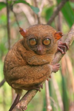 Tarsier Filipinler 'deki Bohol Adası' nda bir ağaçta oturuyor.