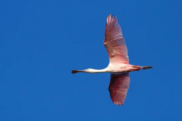 Rosentärna skedstork (Platalea ajaja) flygande — Stockfoto